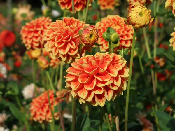 Quais são os benefícios de investir em eletrodomésticos inteligentes?